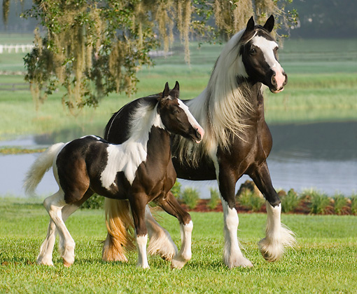 Gypsy Vanner mare and colt